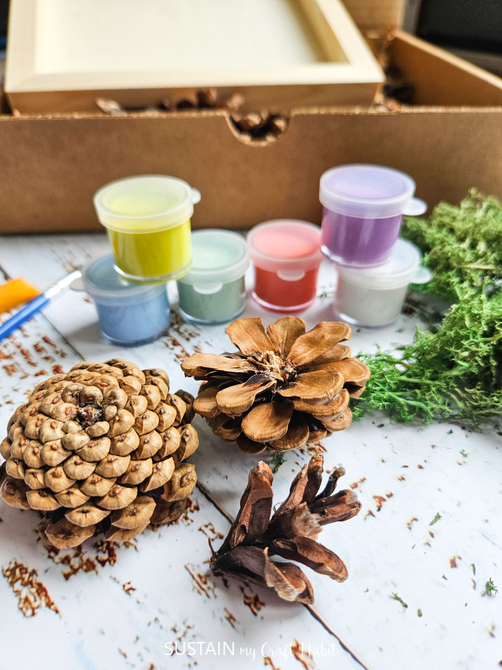 Pine Cone Succulent Arrangement: Craft Kit - Image 7