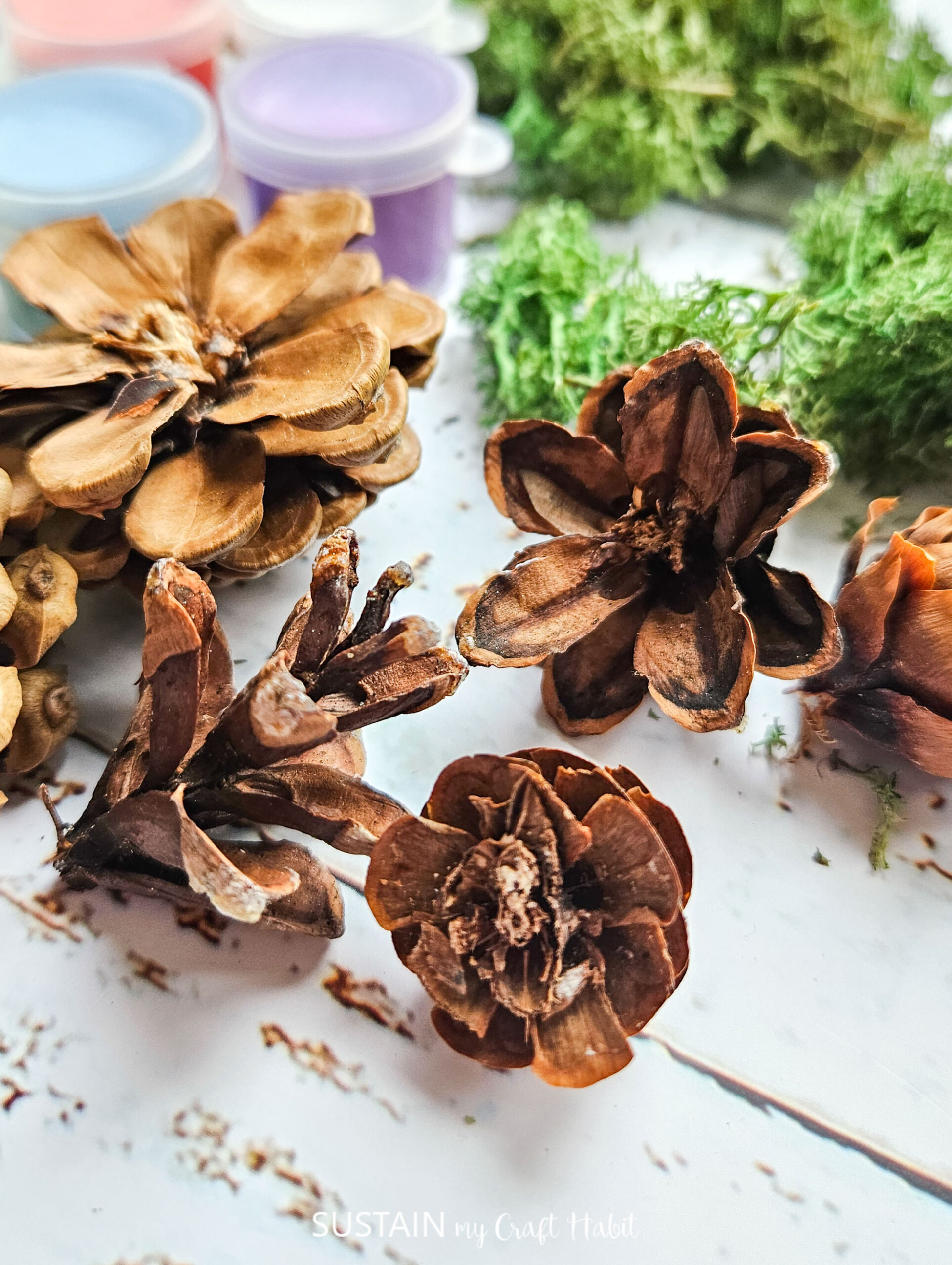 Pine Cone Succulent Arrangement: Craft Kit - Image 8