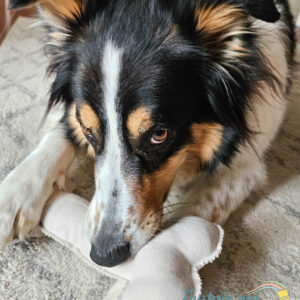 Dog Plush Toy Sewing Pattern (PDF Pattern File) (S0033)
